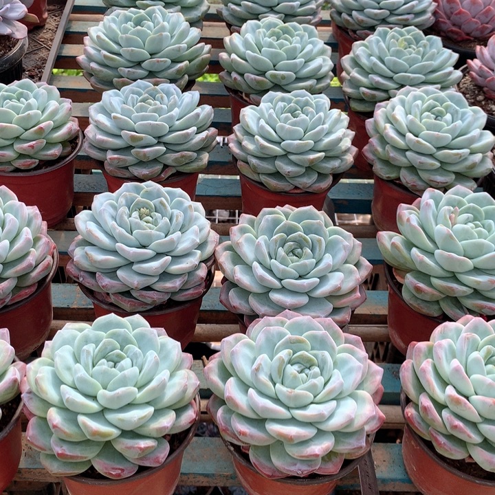 超大母本单头冰玉9.99两单包邮