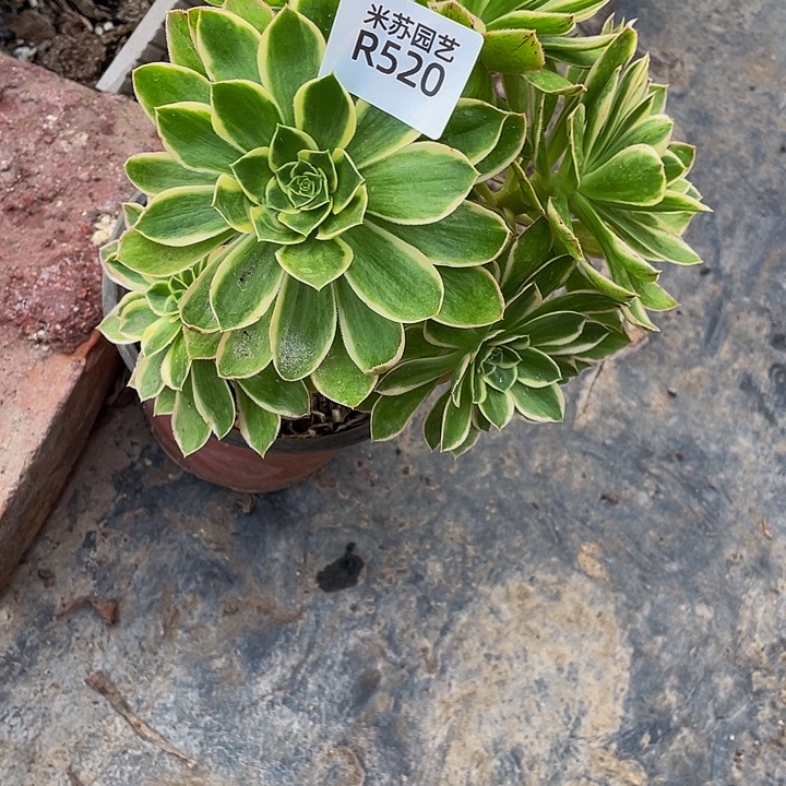 @**哒520多肉植物的生长