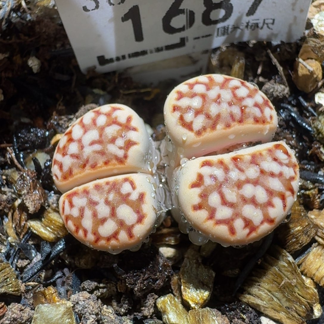 Ssss精品生石花1687