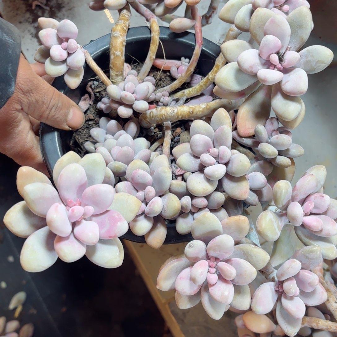 娟****询桃蛋91。