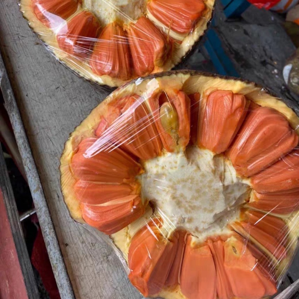 印尼红菠萝蜜树苗 红肉香味浓郁 四季结果 发货要修剪一部分叶子