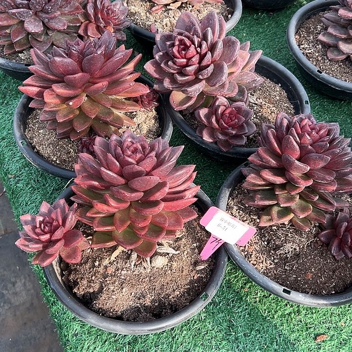 6.51太阳宝石一个脱土