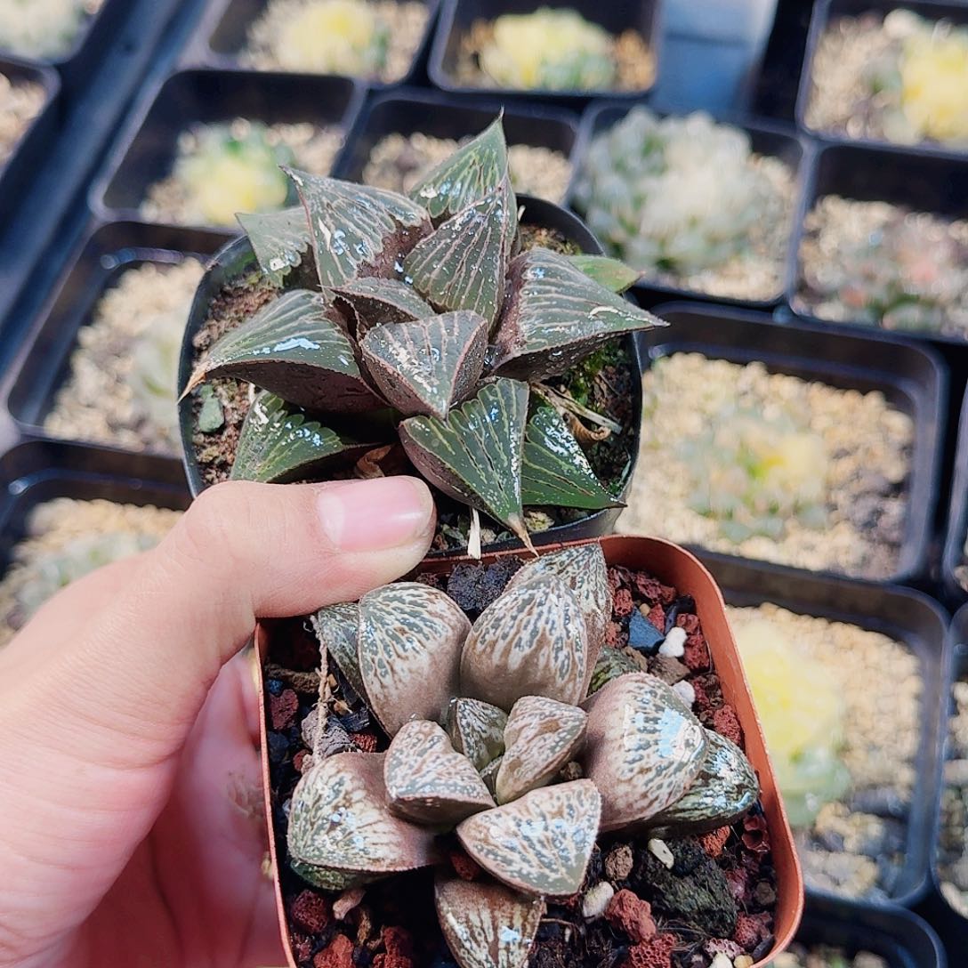 自***由十二卷 两盒福利套餐