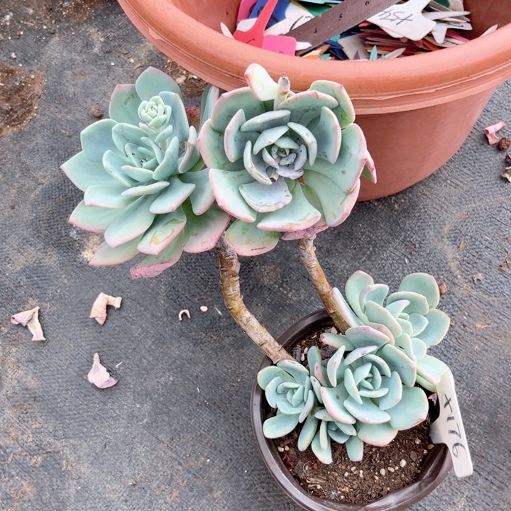 晨语多肉一物一拍十176