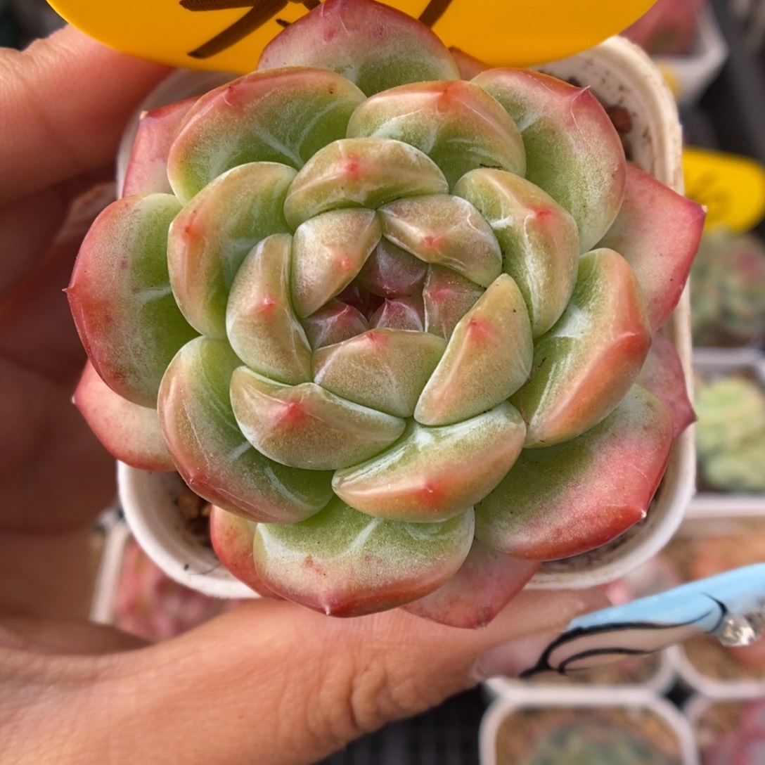 油透钻心珍妮可拍