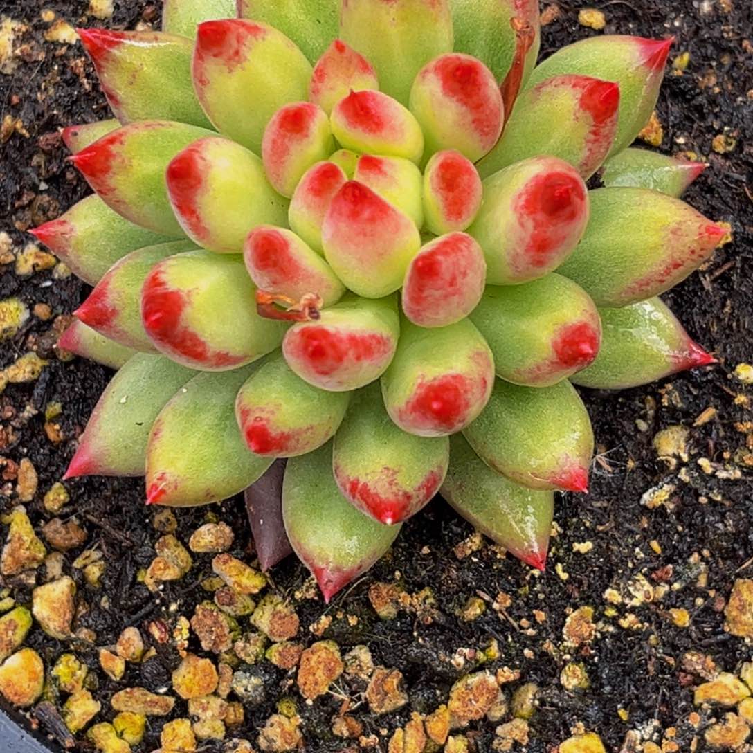 0018下午多肉植物群生