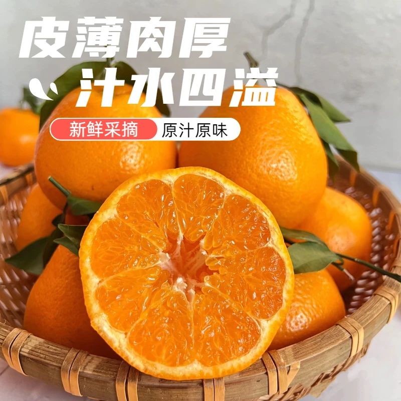 正宗四川耙耙柑肉厚多汁新鲜采摘应季水果现摘现发