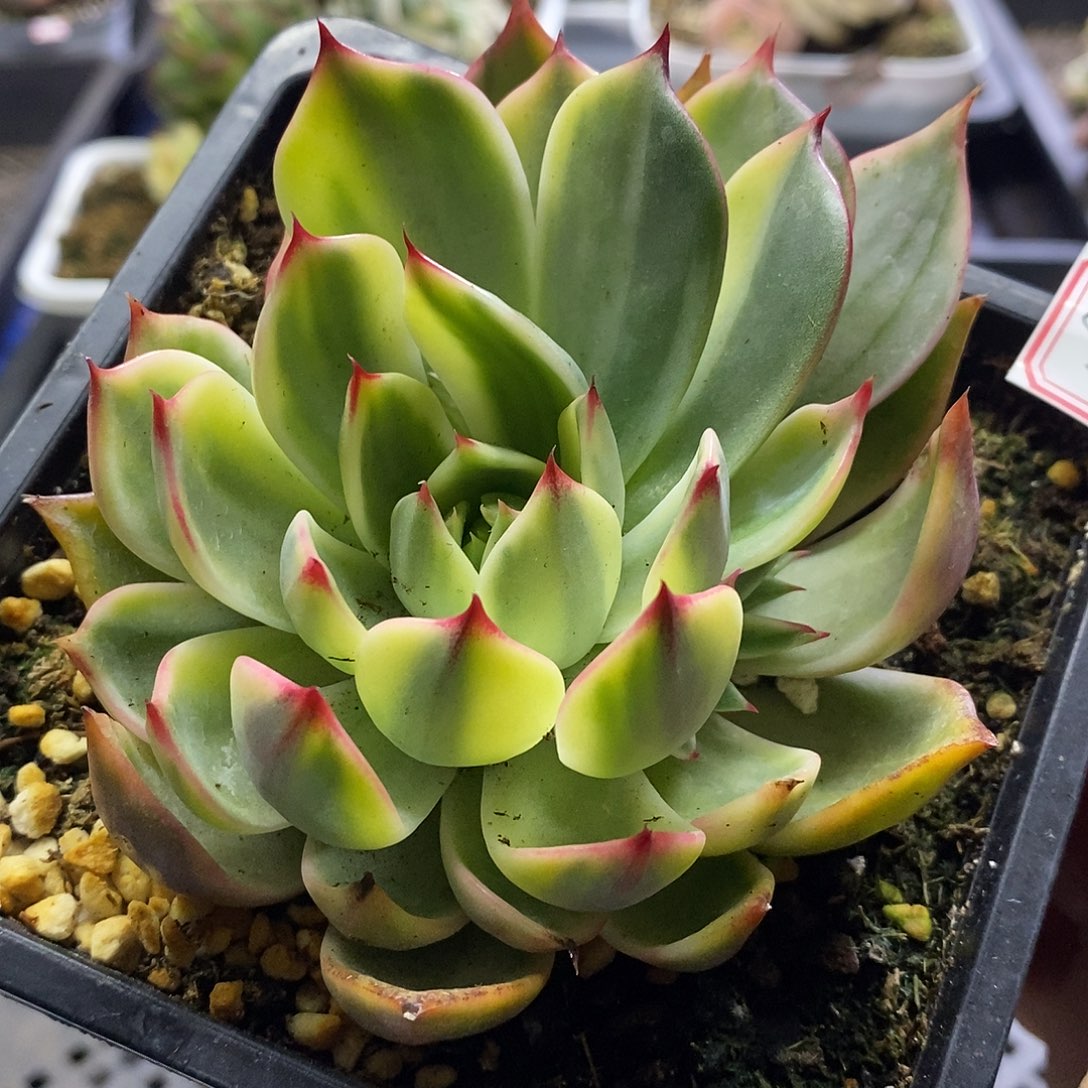 0918桃花腹轮相对宽锦带崽