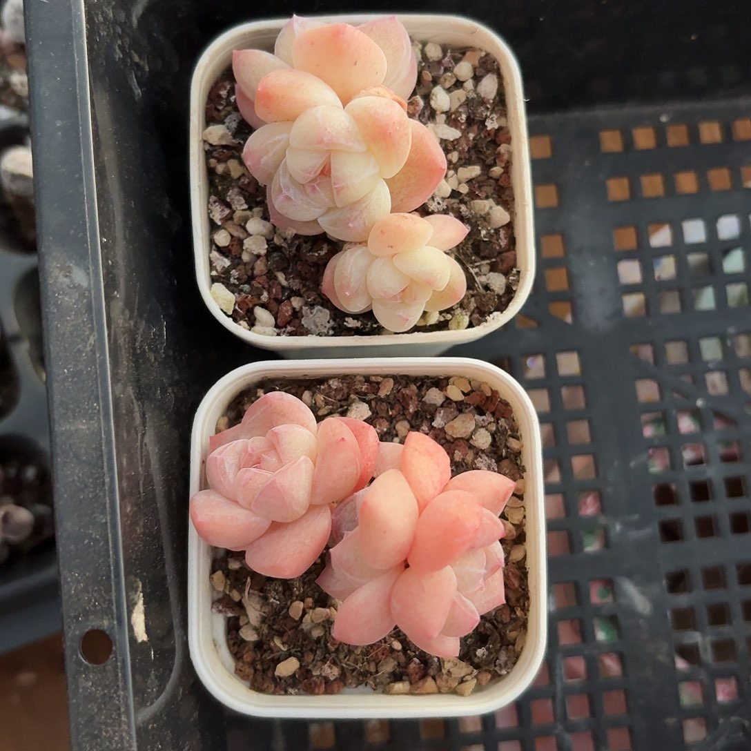 ღ*静安静专拍两颗小树