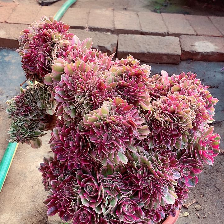 女郎缀，多肉植物