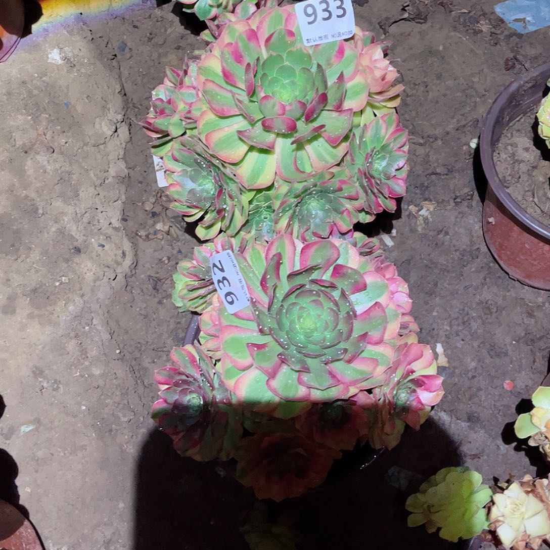 无花朵王*多肉植物组合933