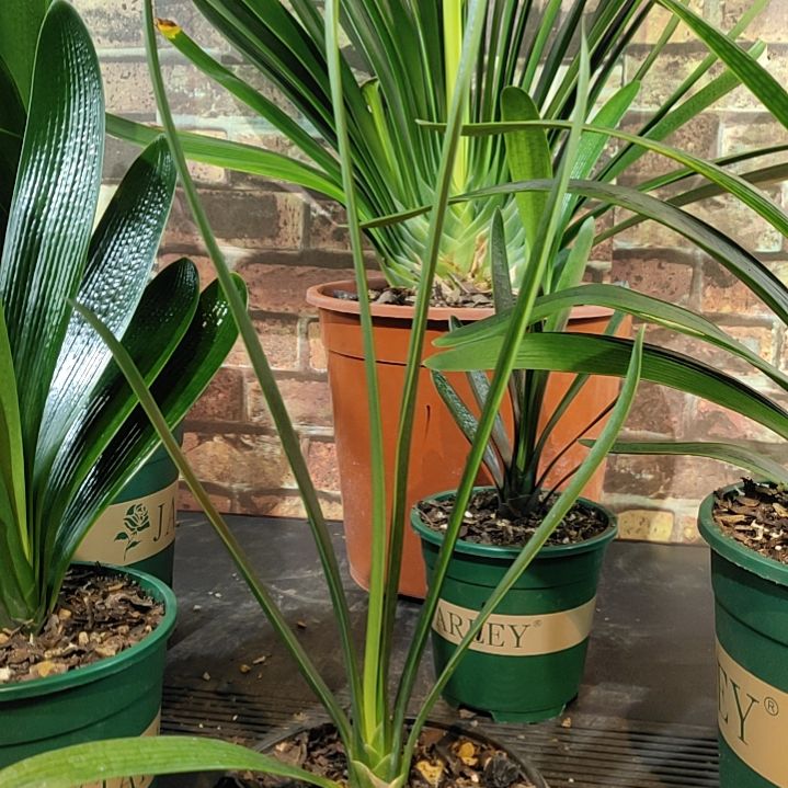 完全开放1111111111111