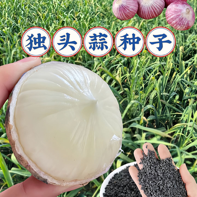 正宗独头蒜种子云南紫皮蒜种籽孑圆头蒜种籽大头蒜苗四季盆栽蔬菜