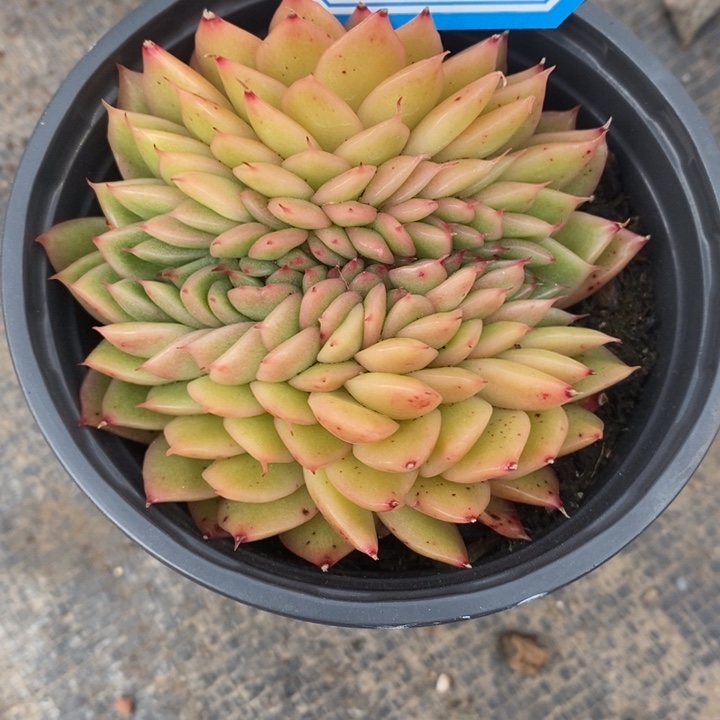 牧*仁一物一拍杂多肉173