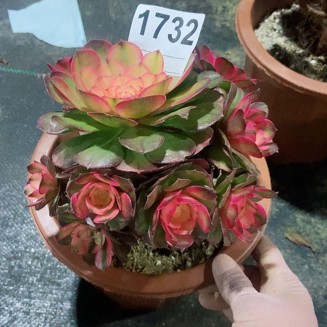 红陶1732荔枝4冠服15.6