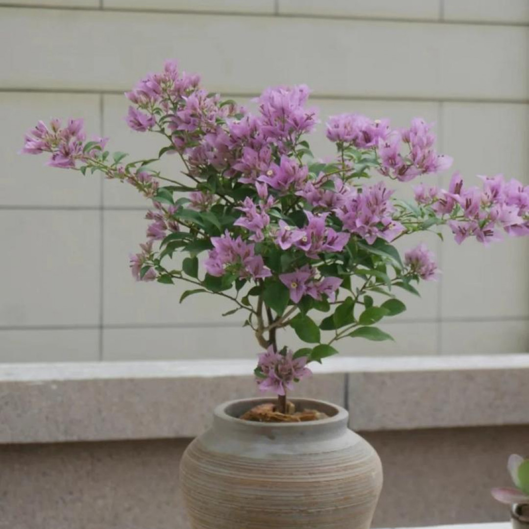 【粉星星】三角梅勤花伊娃四季开花盆栽庭院花卉阳台楼顶三角