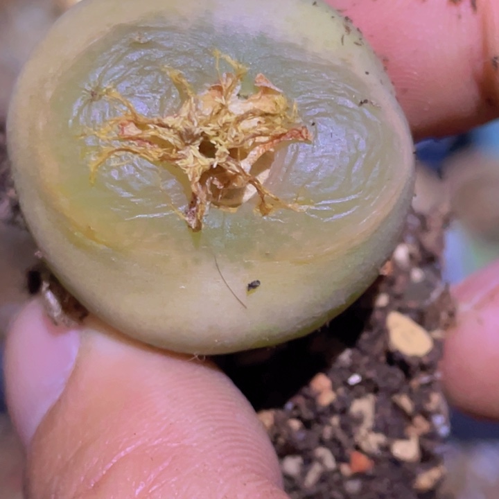 48888888888888888887777