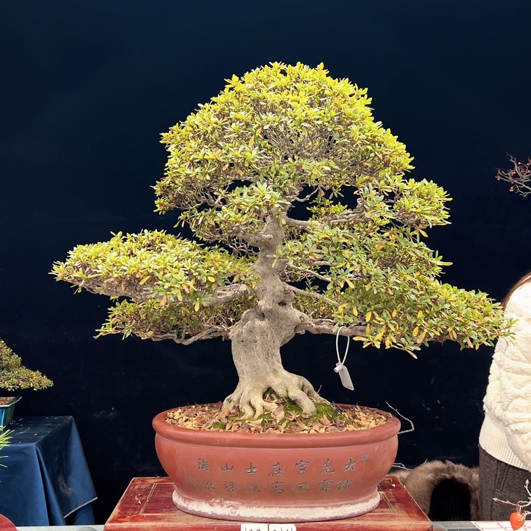 风***3无花朵杜鹃花的诗