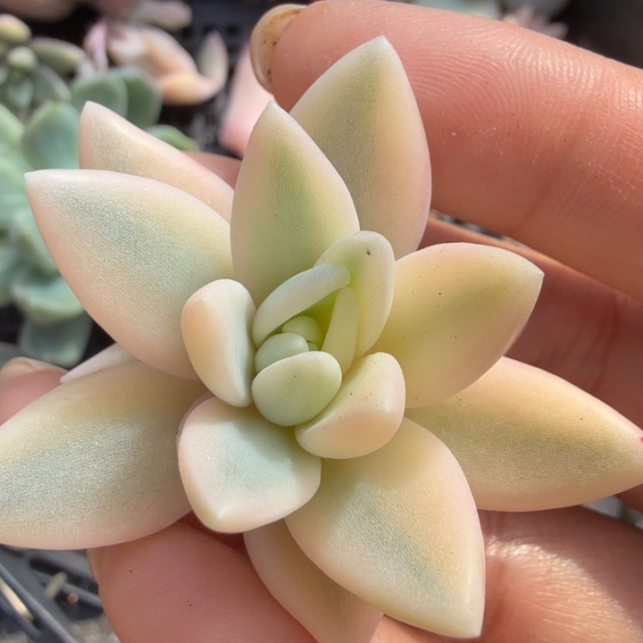 钻石溜溜球你花剑 