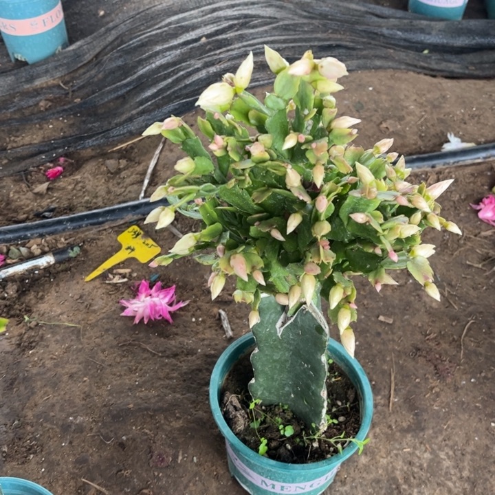 刘***生74号009，白色重瓣，