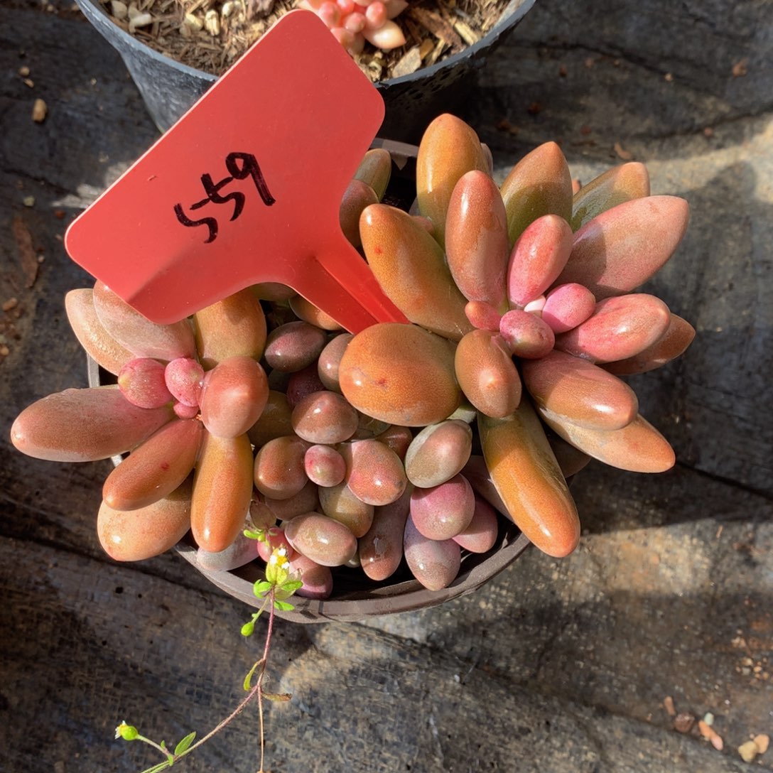 躺会美人626262727272