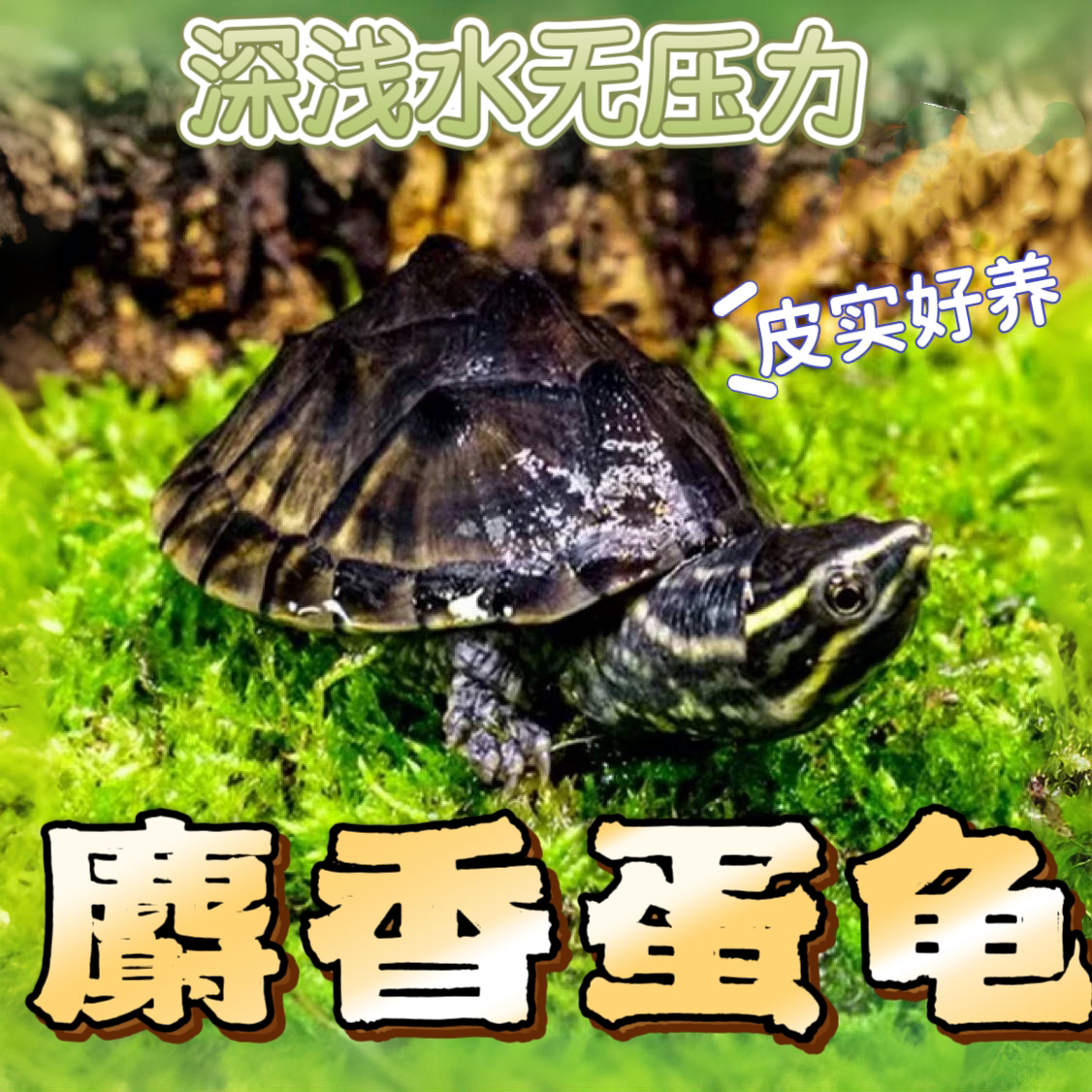 麝香龟 麝香苗 可深水冷水观赏龟 外塘大苗小苗宠物蛋龟 麝香龟苗
