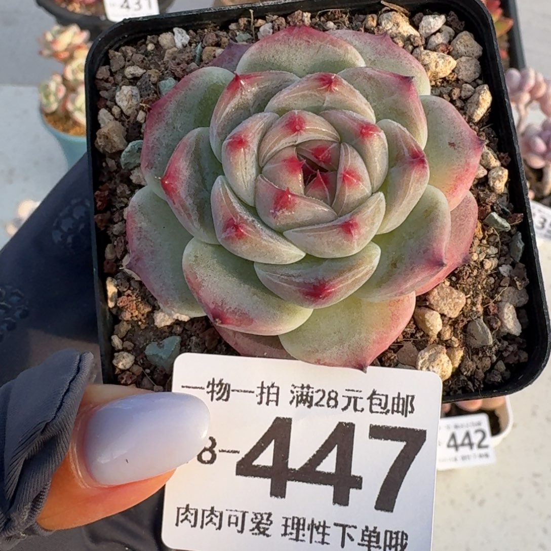 冰吉无盆土发货无