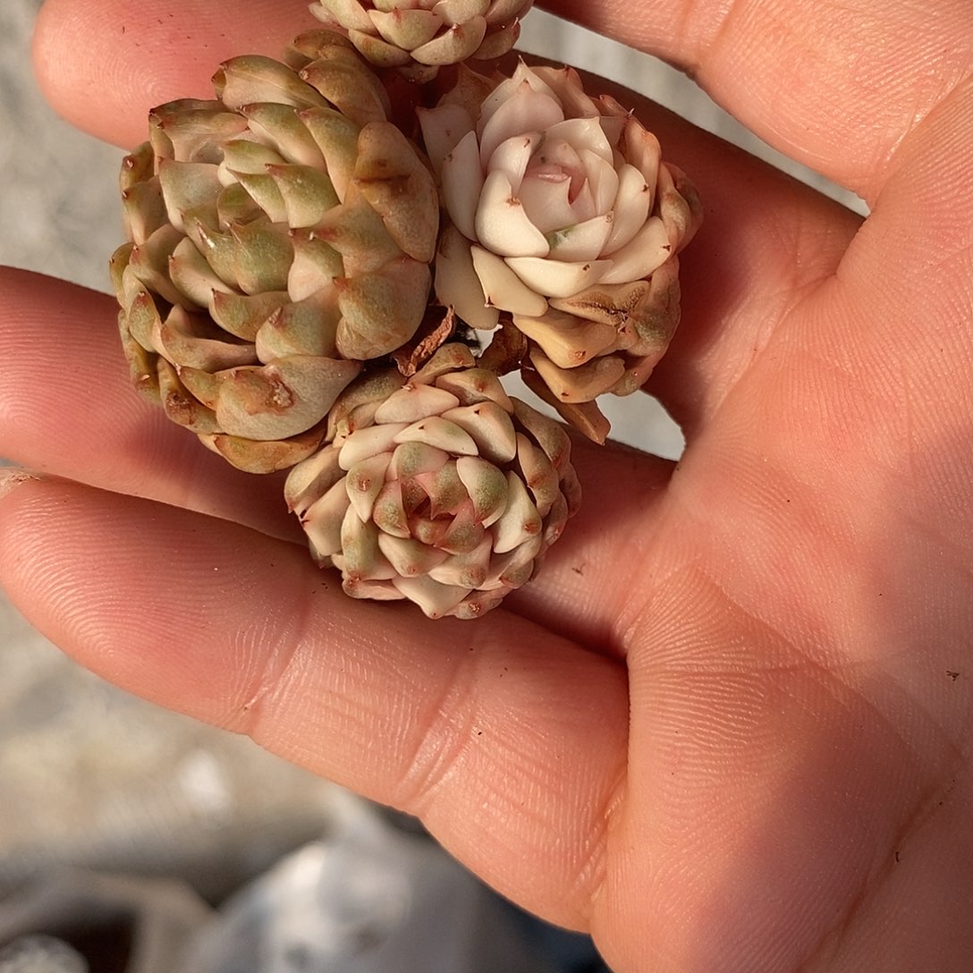 744血燕锦多肉植物哇啦塞哇啦塞