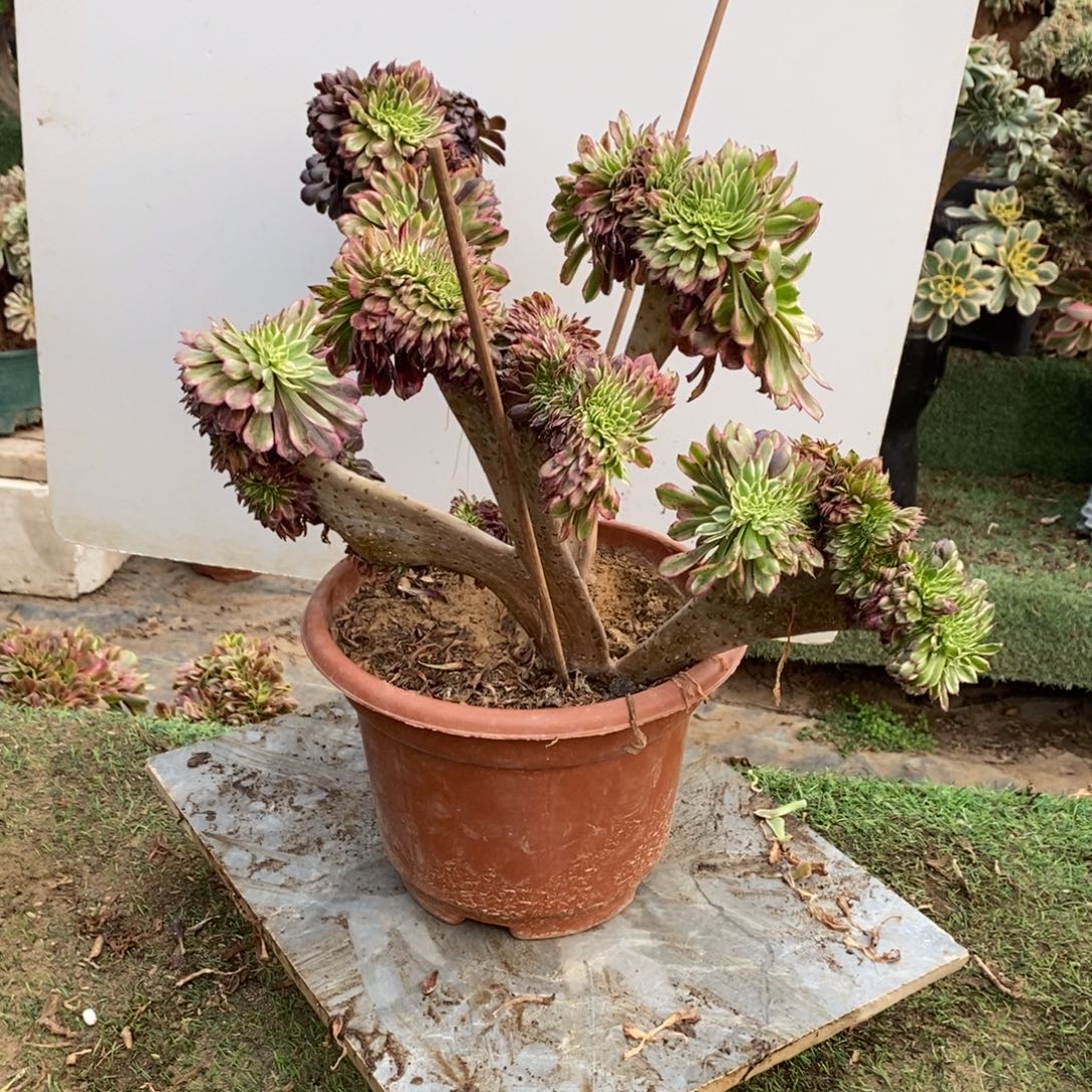 0602号水彩画缀化1颗