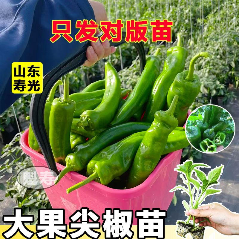 寿光羊角尖椒秧苗种子高产大果青椒种籽辣椒苗四季阳台盆栽蔬菜苗