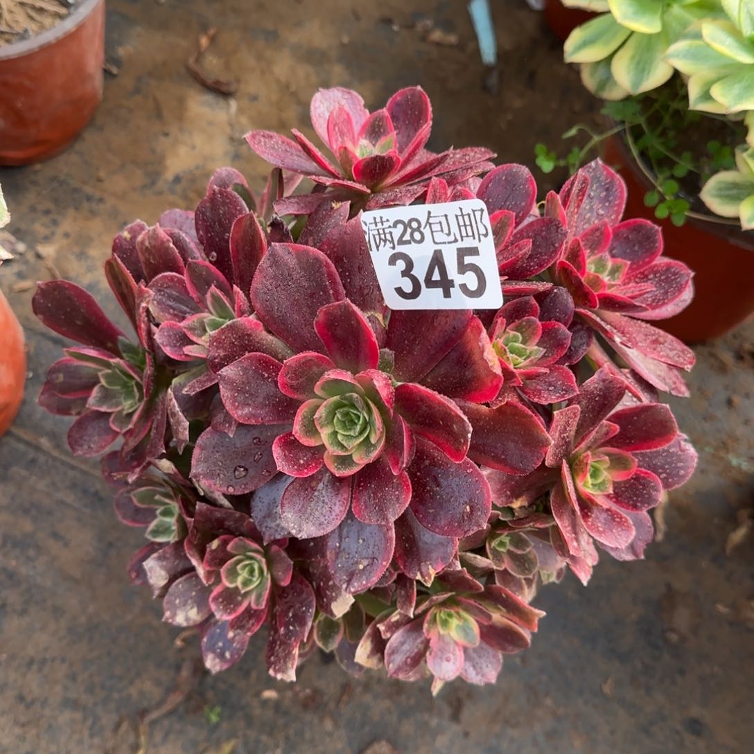 红豆多肉345满28包邮断枝不包