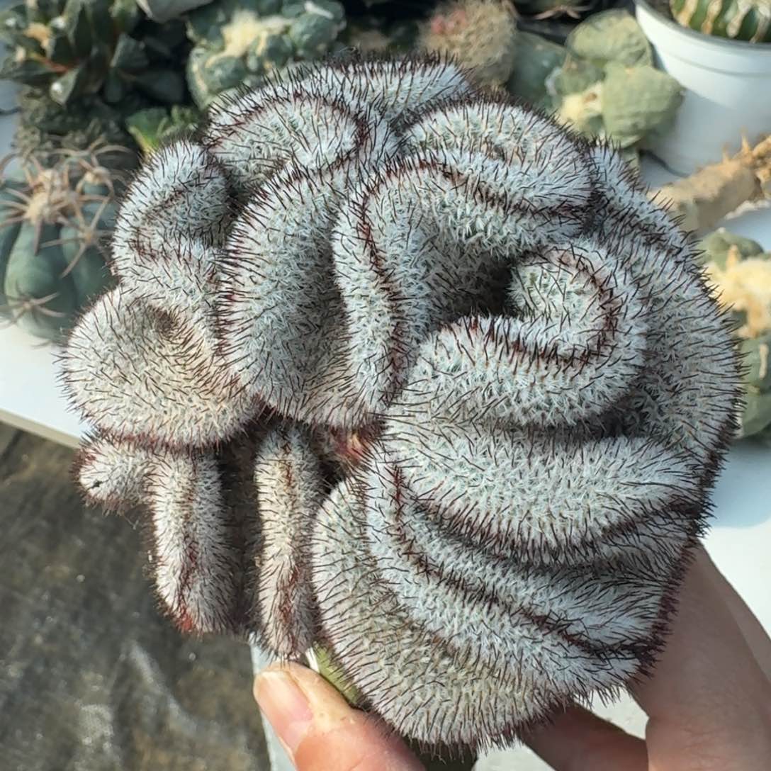 【闪购商品】直刺佩雷坠化