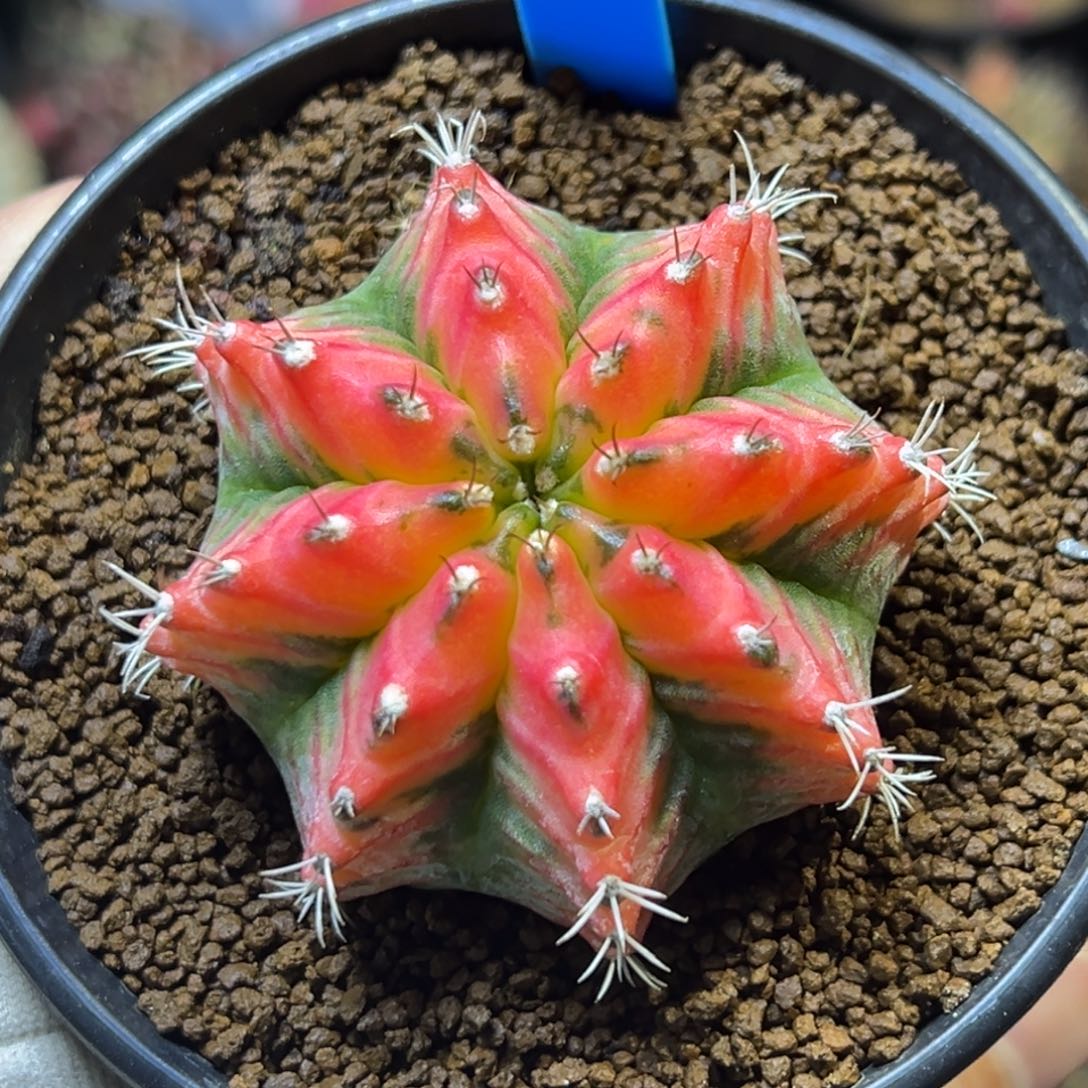 实生实生米哈锦102