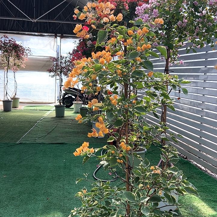 完全开放橙*?四季开花
