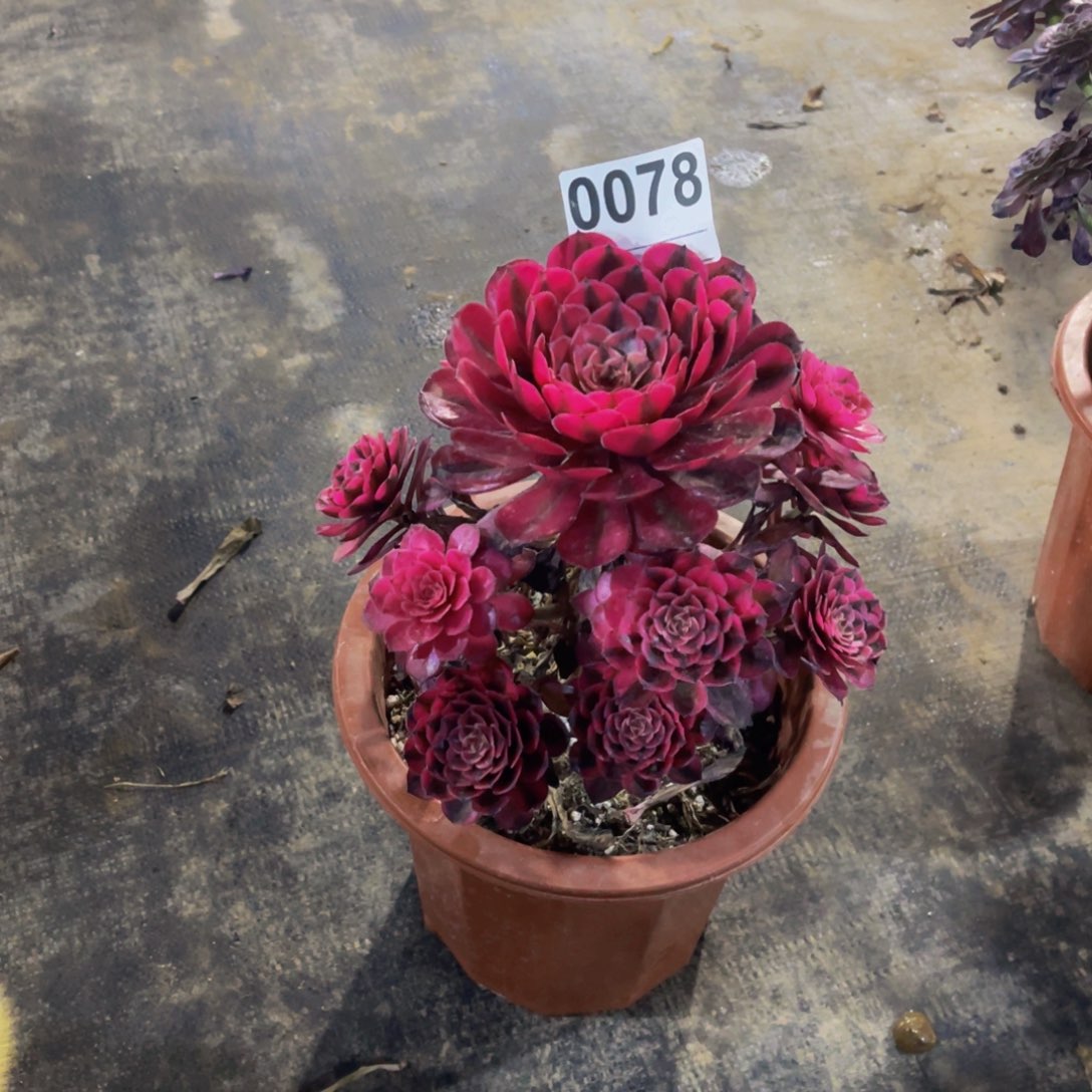 无花朵雪*白月光0078福利