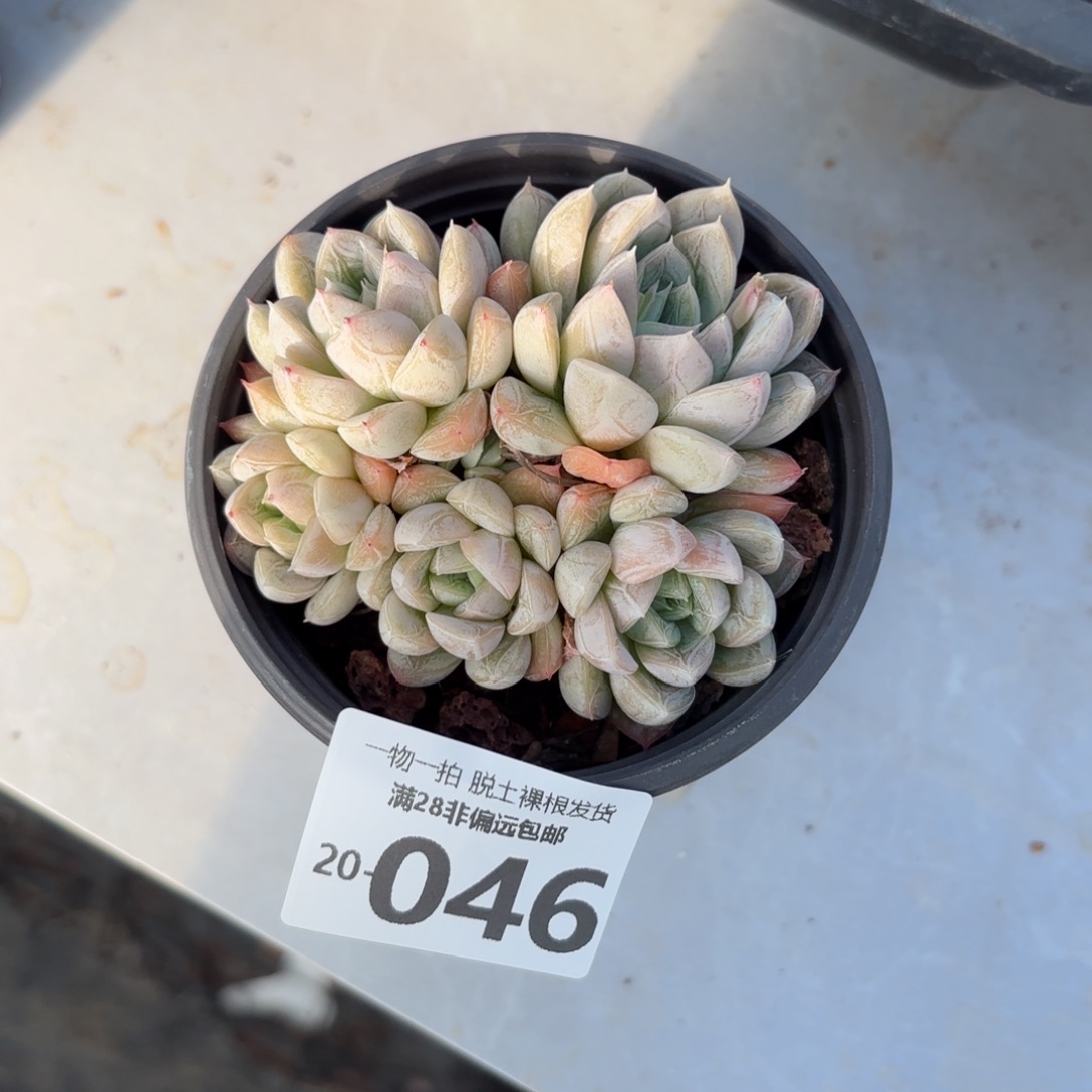 艾莎群多肉多肉多肉