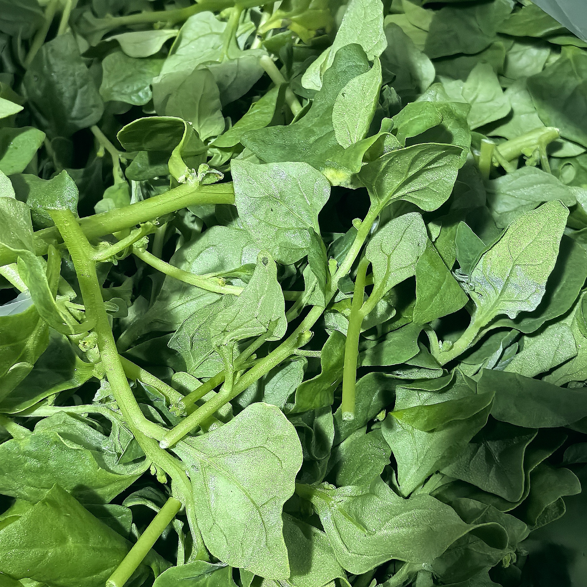 新鲜现摘番杏野菠菜法国新西兰菠菜生菜沙拉火锅食材野菜馆