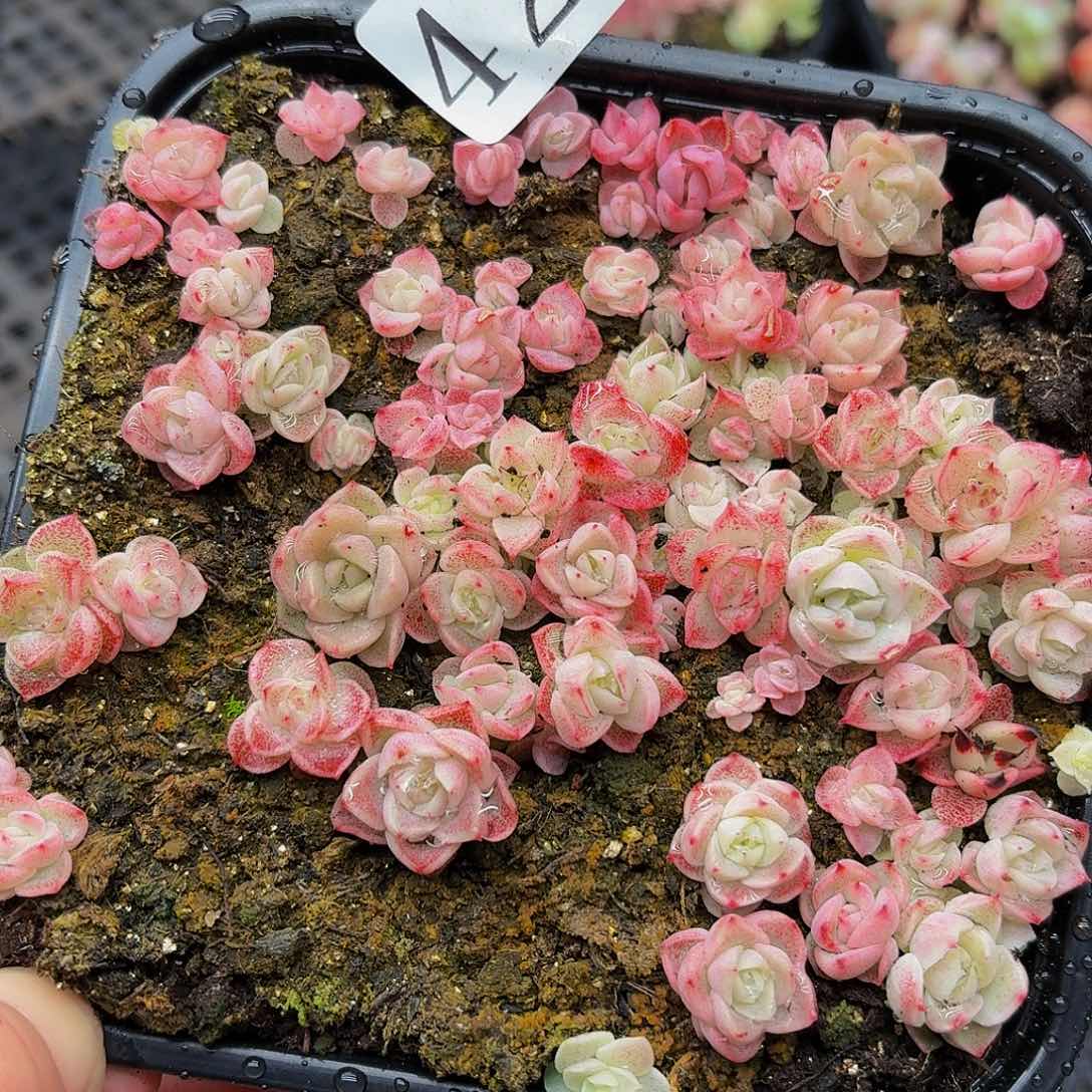 多肉植物多肉植物425