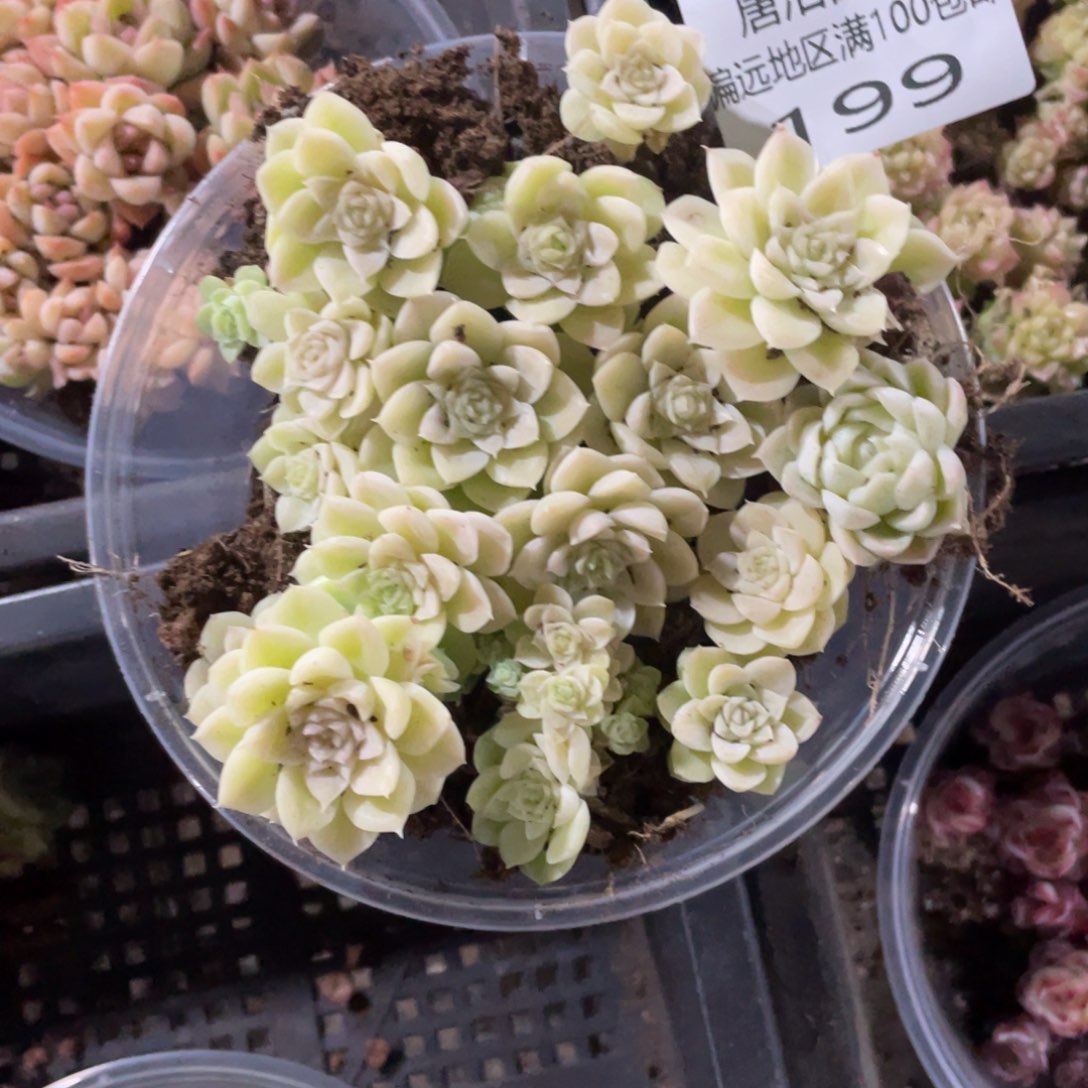 骄*白麦秆一物一拍199