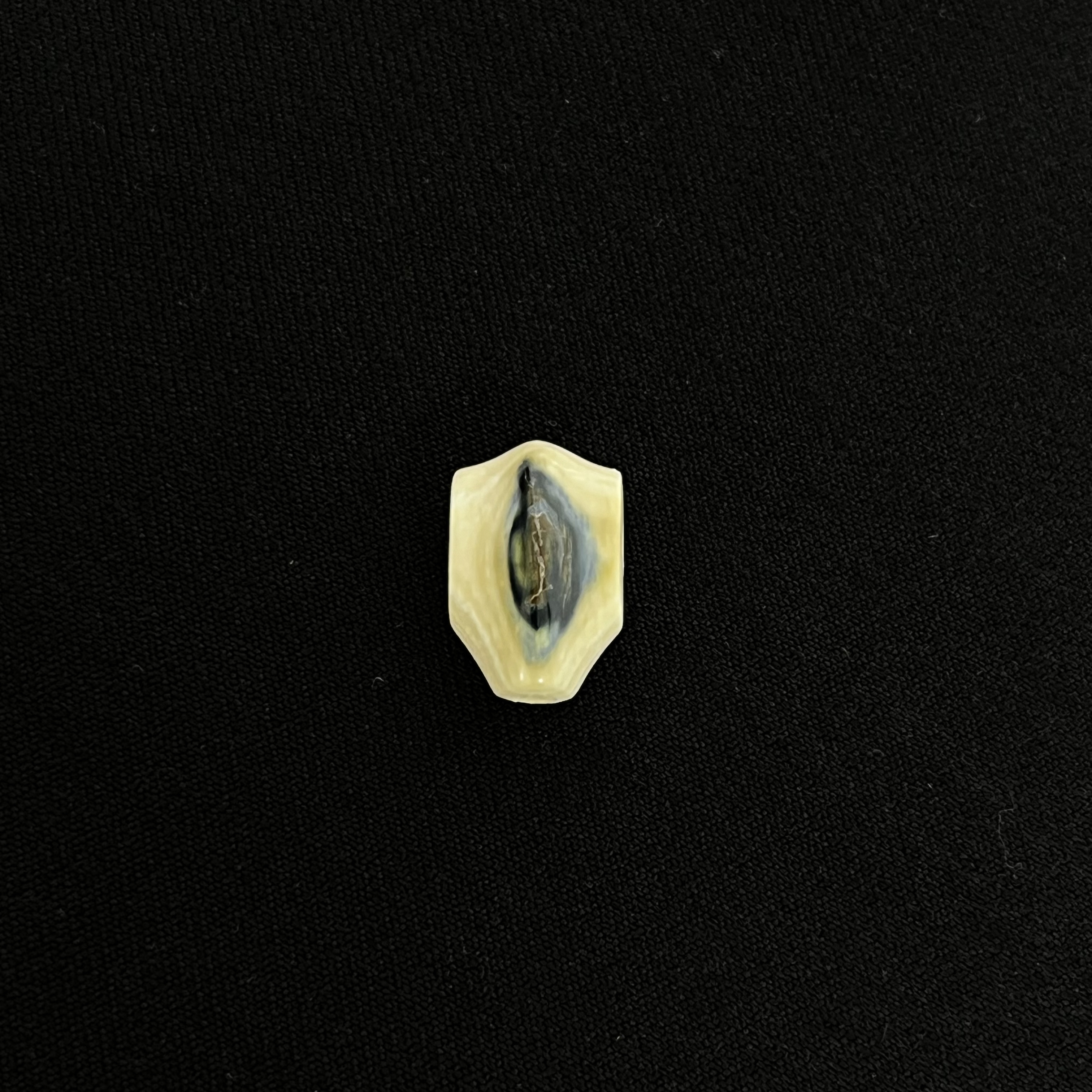 DS14  蓝眼三通 只做天然猛犸牙
