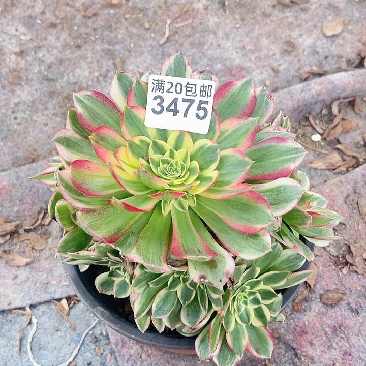 一颗海王法师3475