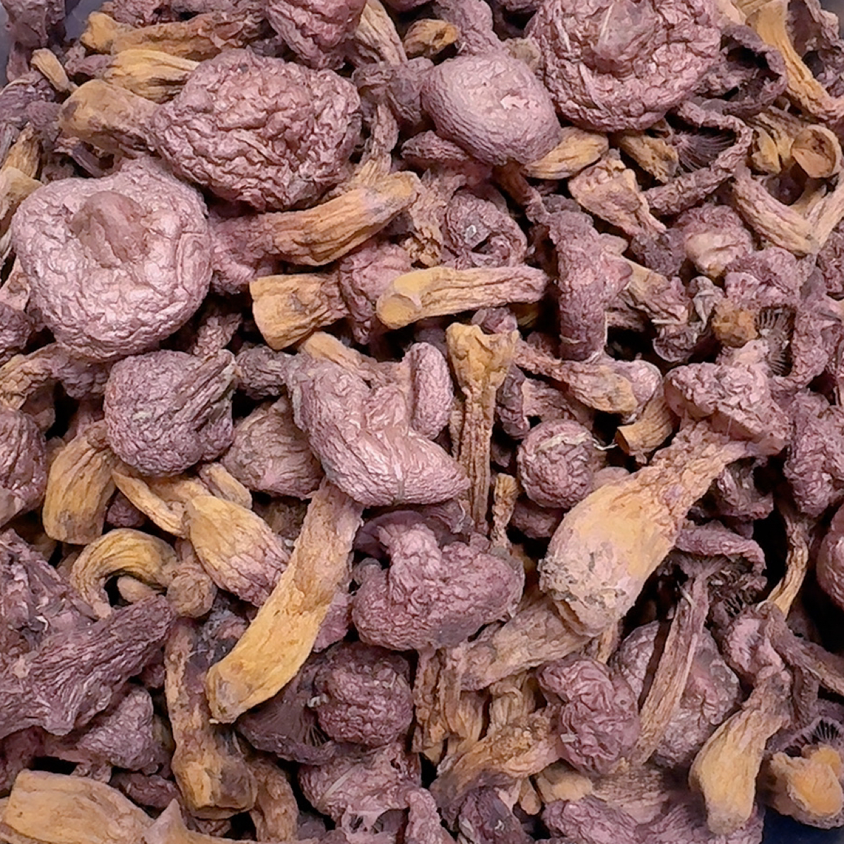 正宗东北野生红松蘑菇新货肉厚味美