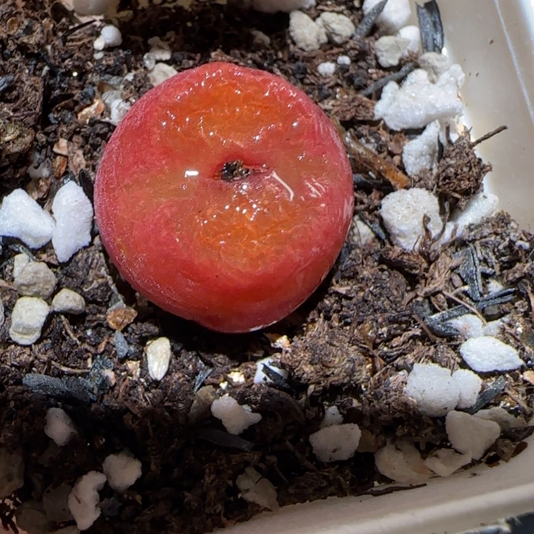 肉锥多肉植物百科-水蜜桃1659