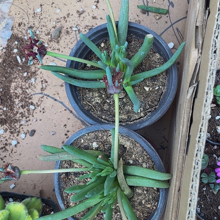 90盆大奔龙带盆土发