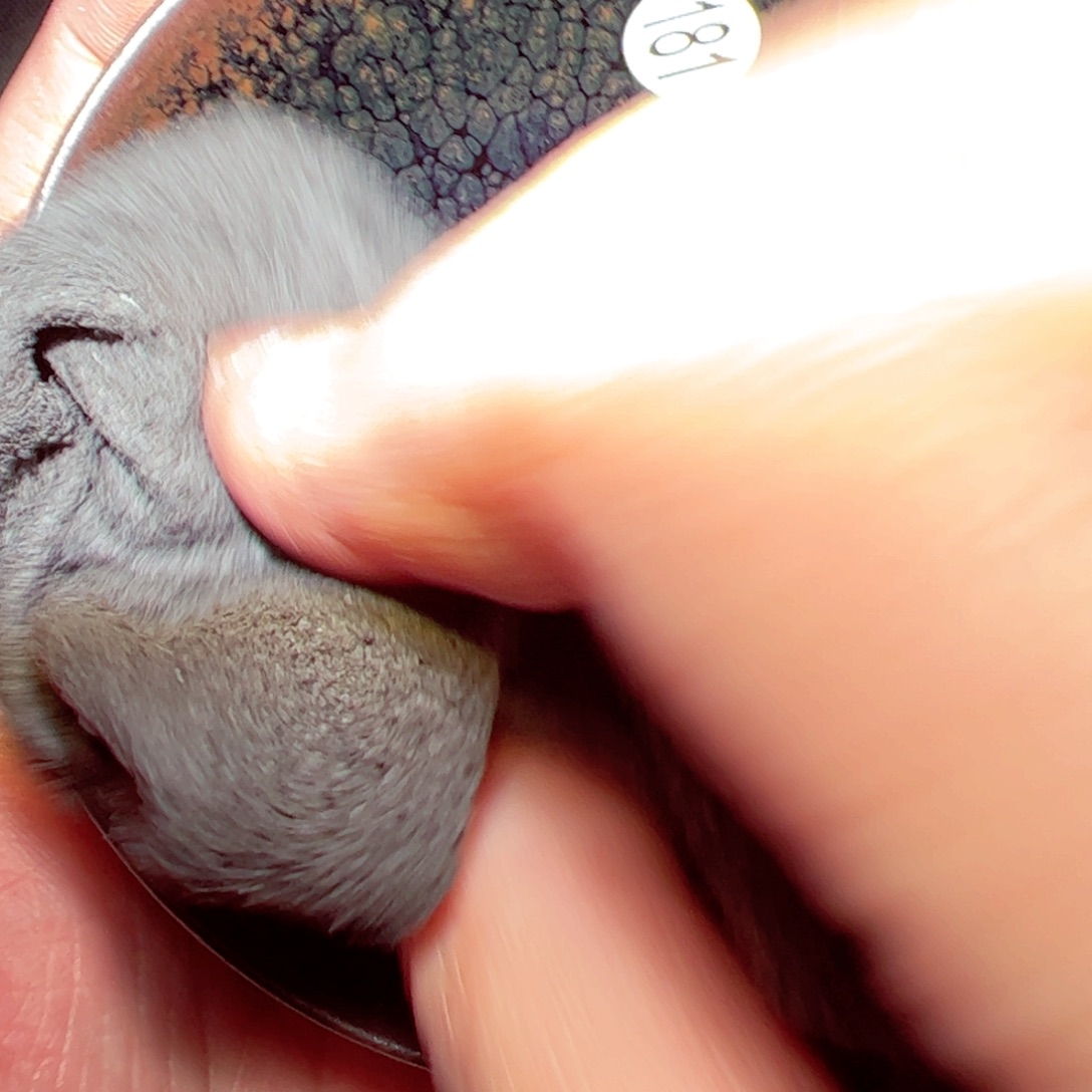 茶盏陈记柴烧建盏181