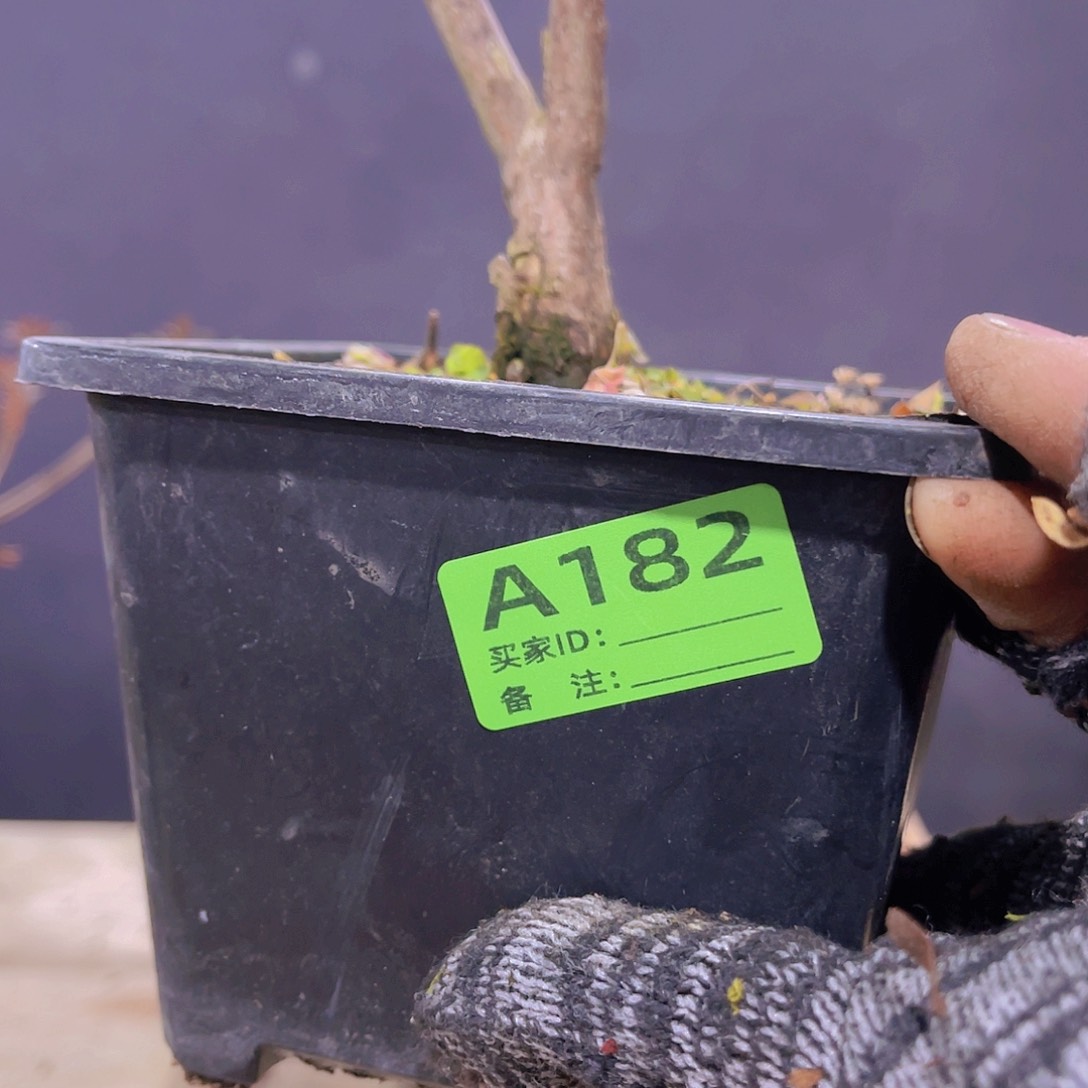 红陶直播时间一直一直