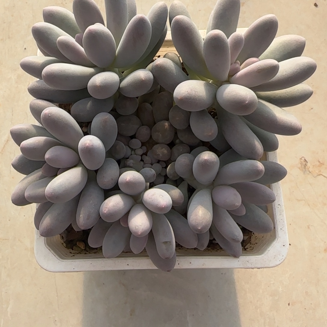 多肉植物好养汤圆