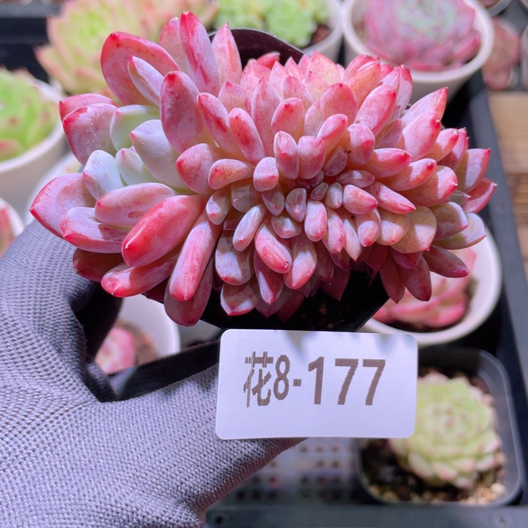 花利美 8-177橙梦露缀化