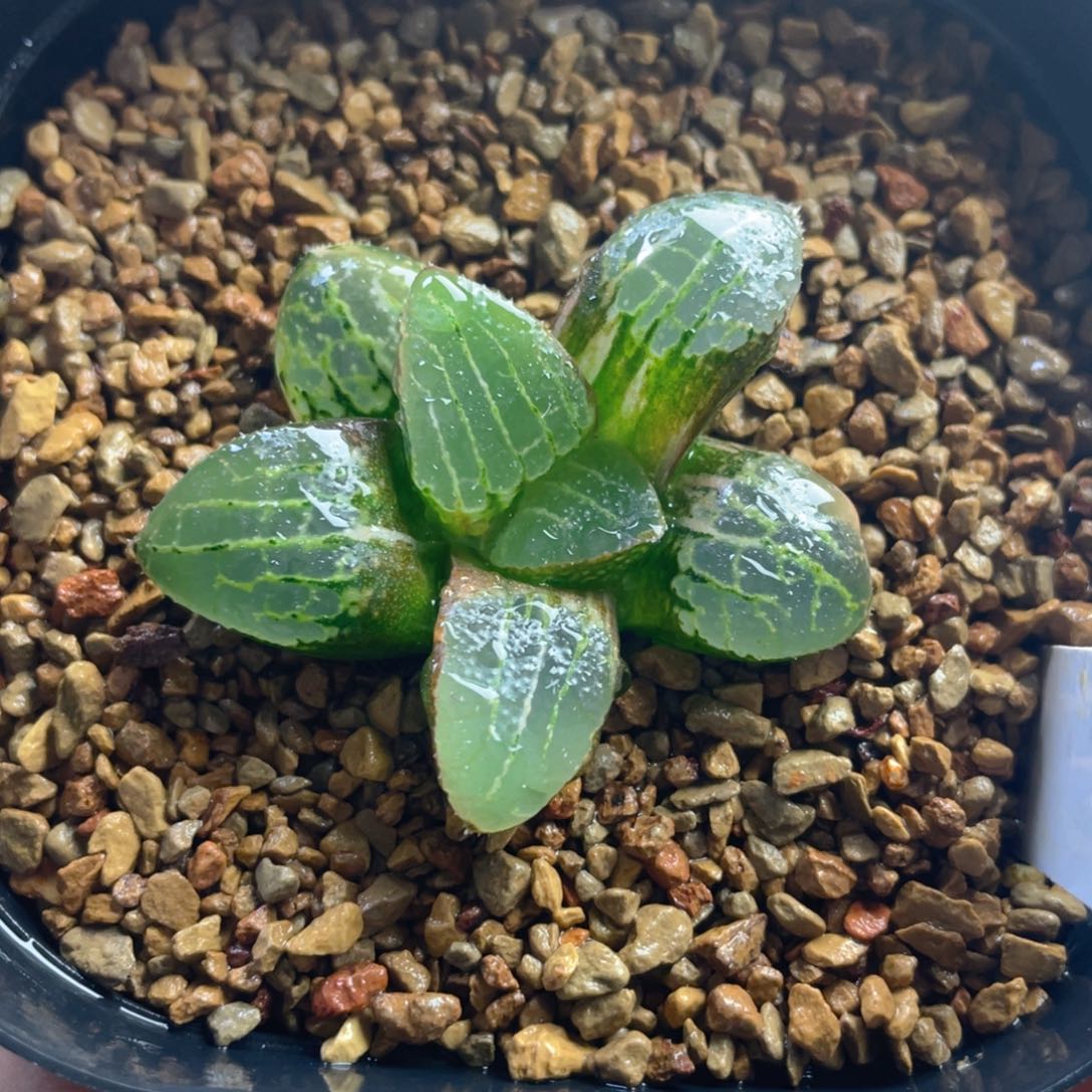 19.十二卷多肉实生寿锦。