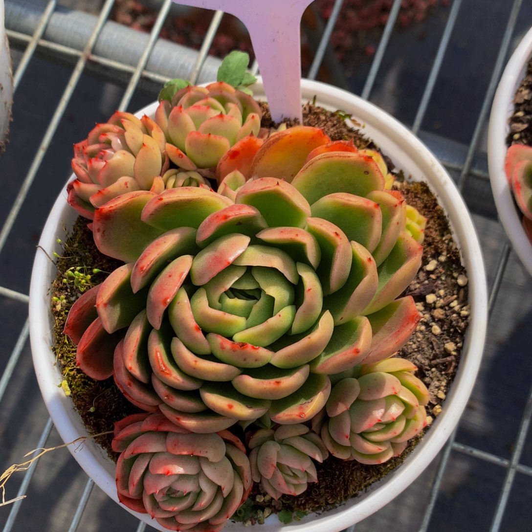 1833-8-25一物一拍